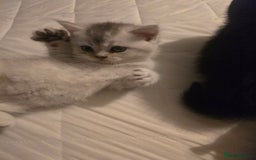 British Shorthair cats for sale: British shorthair kittens - Image 14