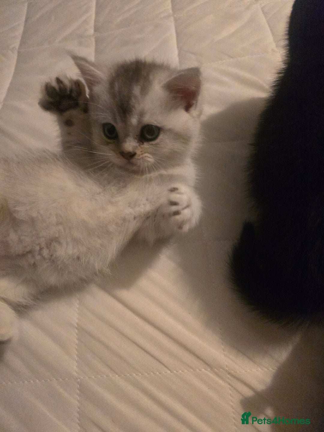 British Shorthair cats for sale: British shorthair kittens - Image 14