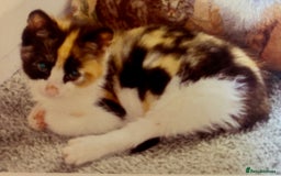 Ragdoll cats for sale: Beautiful Ragdoll kittens - Image 4