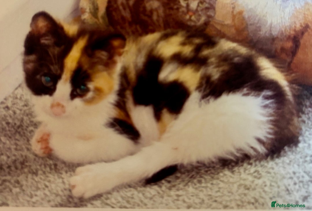 Ragdoll cats for sale: Beautiful Ragdoll kittens - Image 4