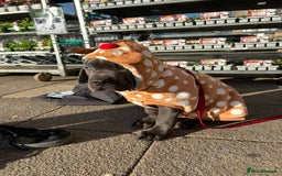 Cane Corso dogs for sale: Cane corso 11 week - Image 2