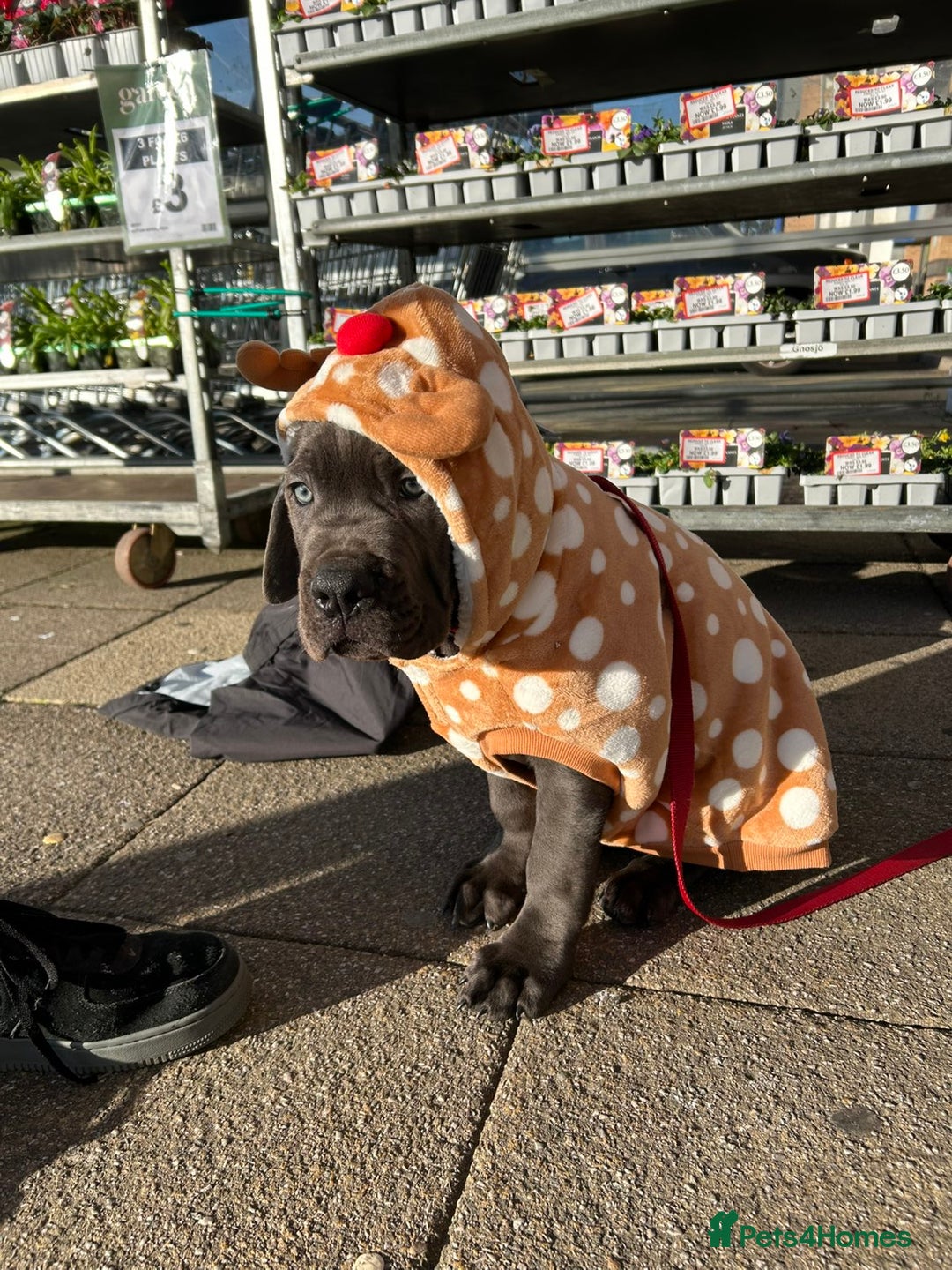 Cane Corso dogs for sale: Cane corso 11 week - Image 2