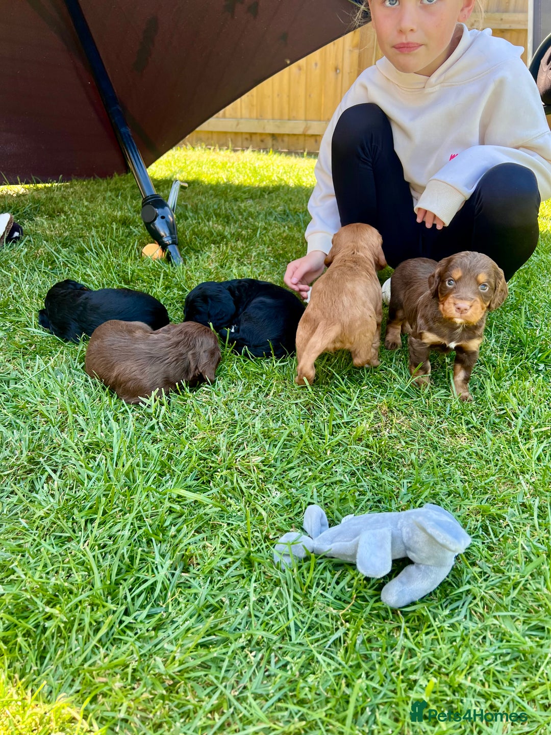 Cocker Spaniel dogs for sale: KC Registered Working Cocker Spaniel Puppies  in Shepton Mallet - Image 4