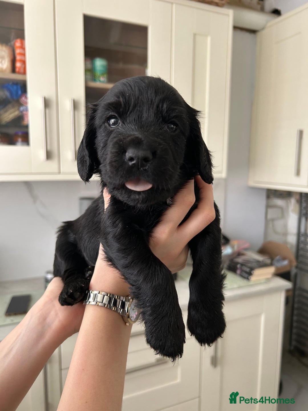Cocker Spaniel dogs for sale: Cocker spaniels - Image 11