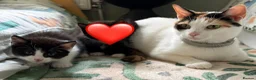 Mixed Breed cats for sale: Male kitten for sale £20 - Advert 7