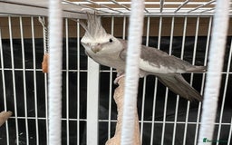 Mixed Breed birds for sale: Female Indian Ringneck,male Cockatiel & hen budgie - Image 7