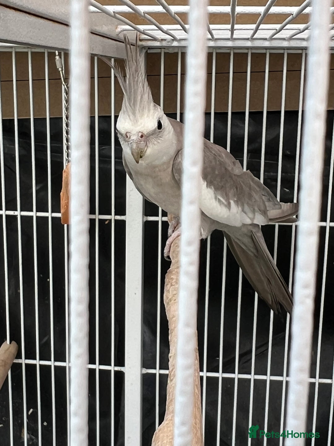 Mixed Breed birds for sale: Female Indian Ringneck,male Cockatiel & hen budgie - Image 7