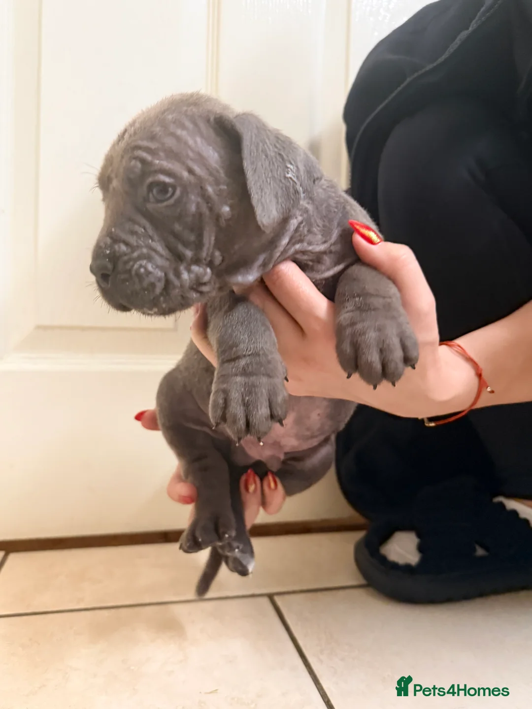 Cane Corso dogs for sale: Beautiful Cane Corso puppies available - Advert 36