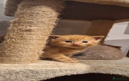 British Shorthair cats for sale: Beautiful Cream & Ginger Kittens  - Image 23