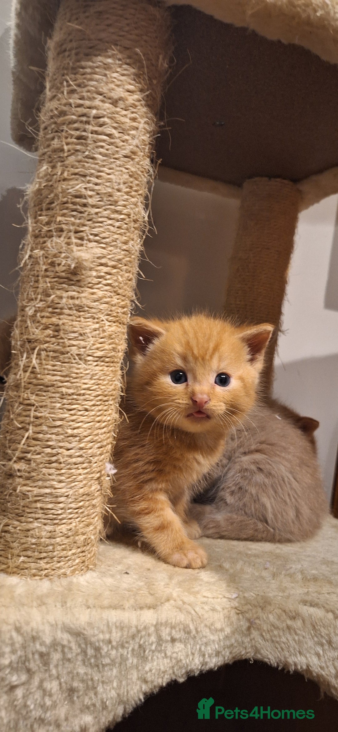 British Shorthair cats for sale: Beautiful Cream & Ginger Kittens  - Image 23