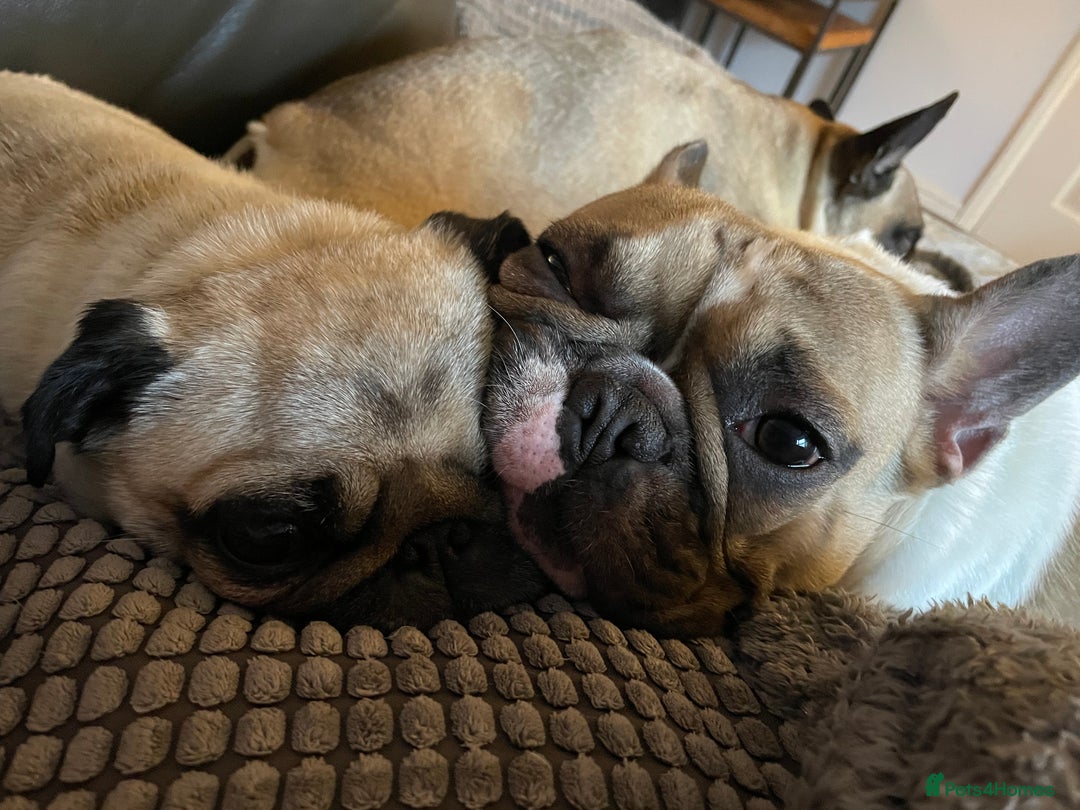 French Bulldog dogs for sale: Perfect sweet boy looking for new home  - Image 9
