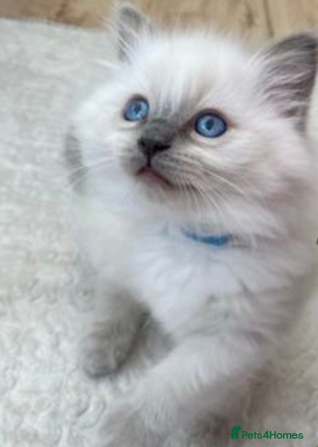 Ragdoll cats for stud: GCCF RAGDOLL STUD CHUNKY BIG BOY MILTON KEYNES in Milton Keynes - Image 16