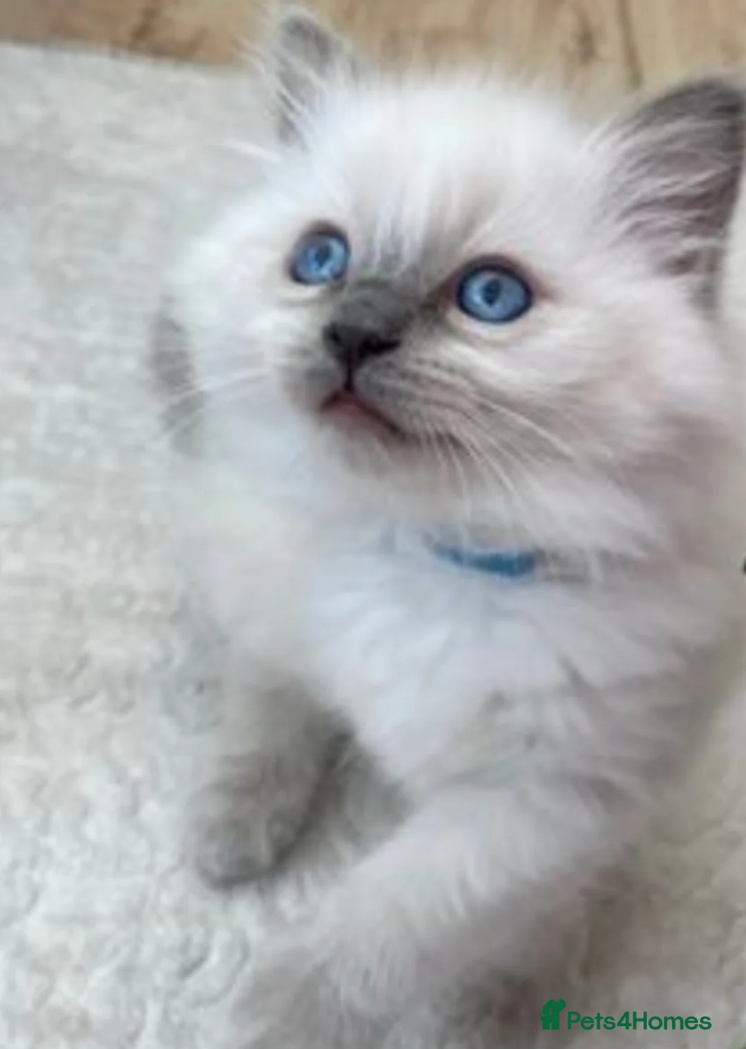 Ragdoll cats for stud: RAGDOLL GCCF STUD CHUNKY BIG BOY MILTON KEYNES in Milton Keynes - Advert 16