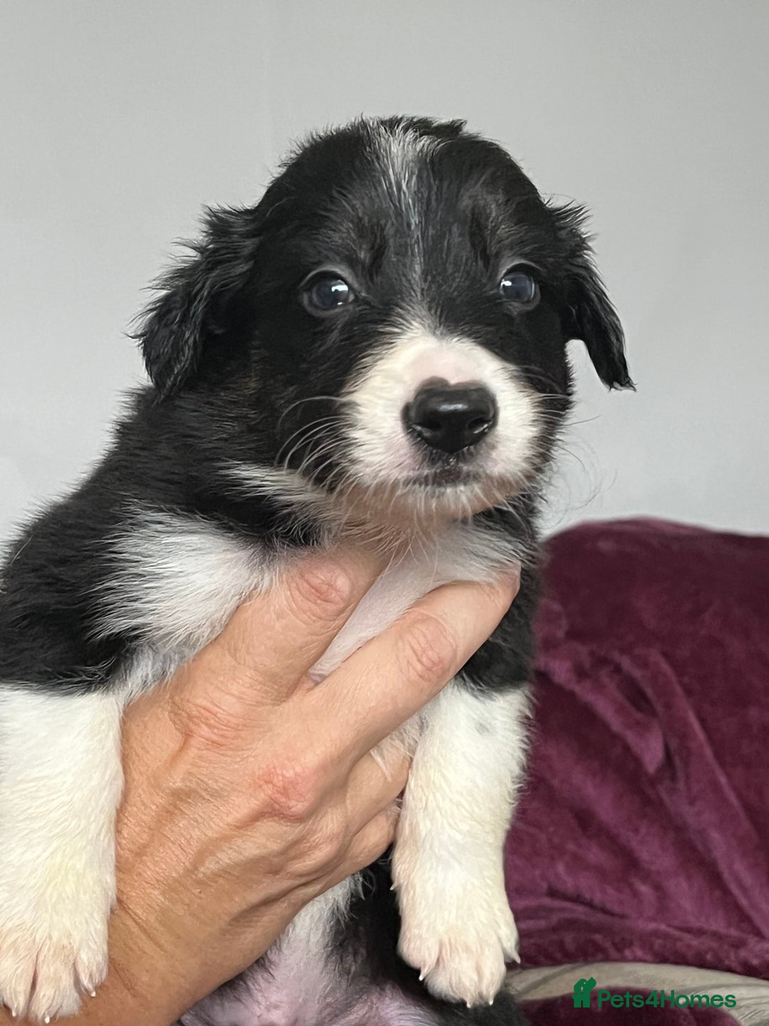 Border Collie dogs for sale: Beautiful Border Collie Puppies - Image 5