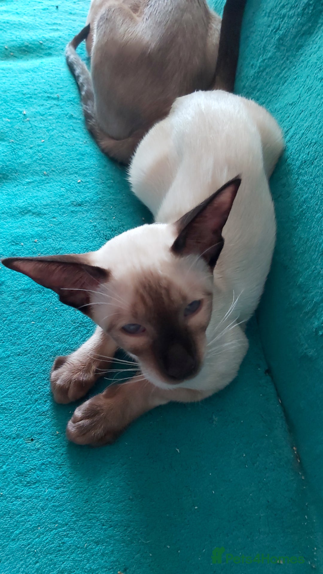 Oriental cats for sale: Full Pedigree Oriental 1 Kitten XL size ears GCCF in Biggleswade - Image 21