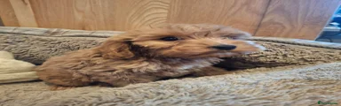 Cockapoo 2