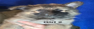 Girl 2