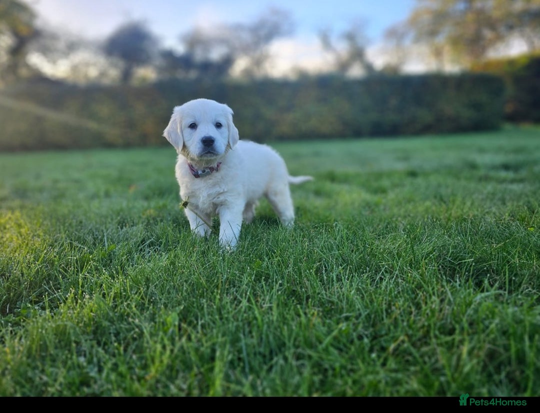 Golden Retriever dogs for sale: 🐾 Golden Retriever Puppies Available Soon! 🐾 - Advert 10