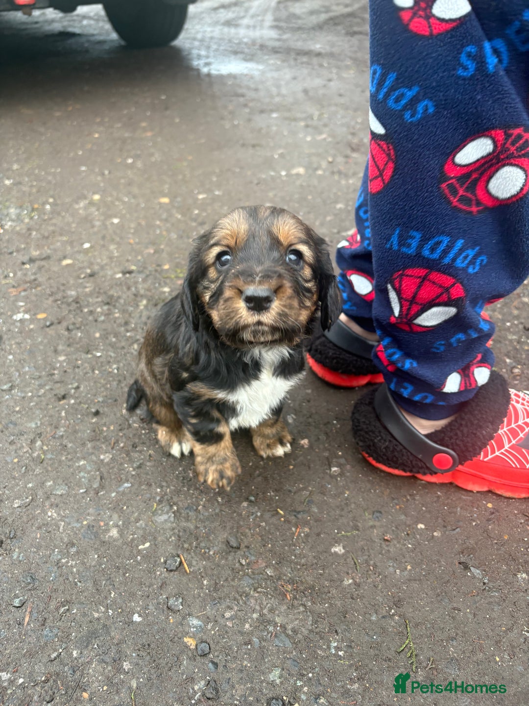 Cocker Spaniel dogs for sale: Working type cocker spaniel  - Advert 4