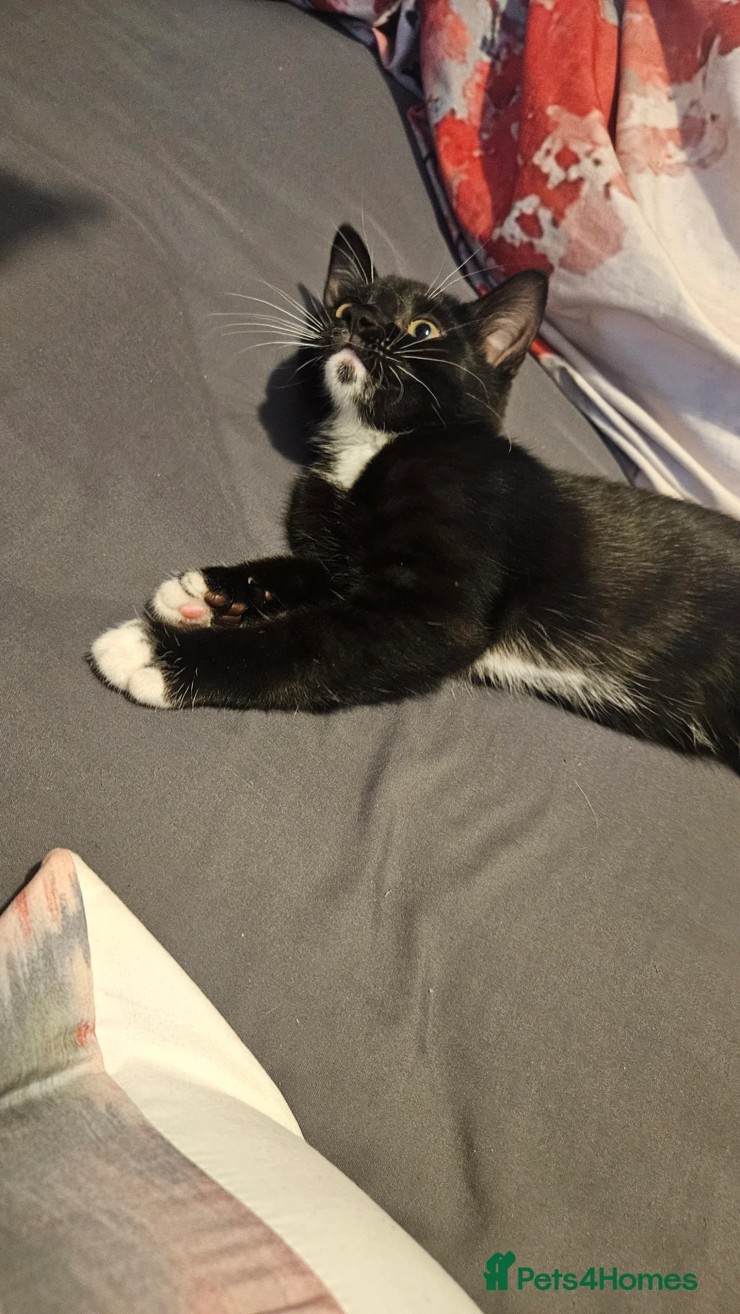 Mixed Breed cats for sale: Neutered and microchiped kittens 1 male 2 females  - Advert 2