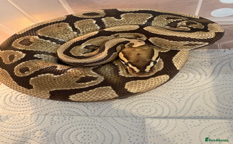 Python Snake reptiles - Advert 1