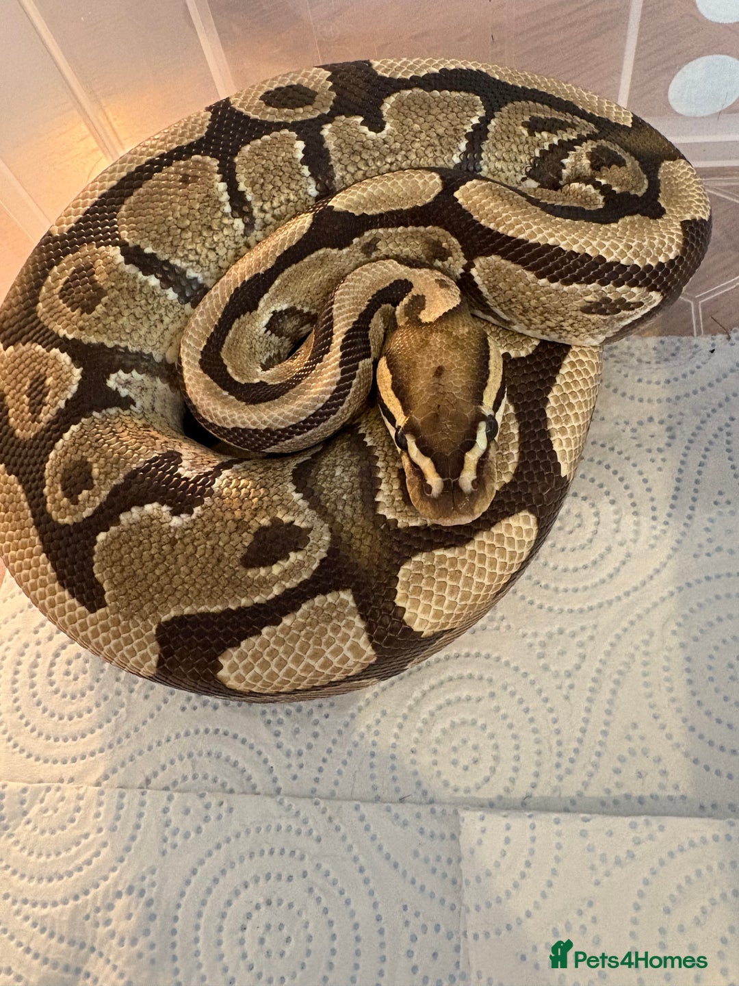 Python Snake reptiles for sale: Royal pythons for sale  - Image 1