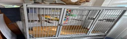 Parrots birds for sale: Tame Hand Reared Parrot Caique with huge Cage - Advert 15