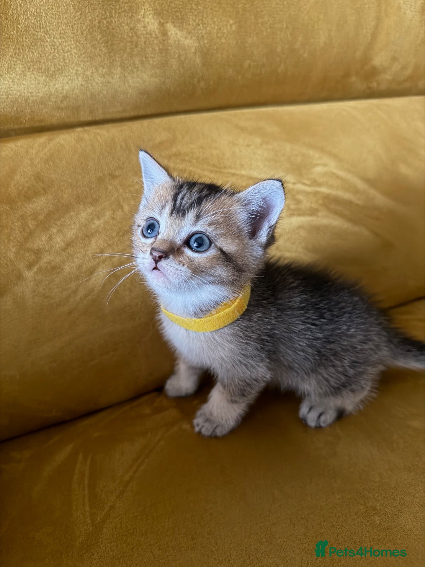 British Shorthair cats Gorgeous BSH Chinchilla Kittens  - Advert 2