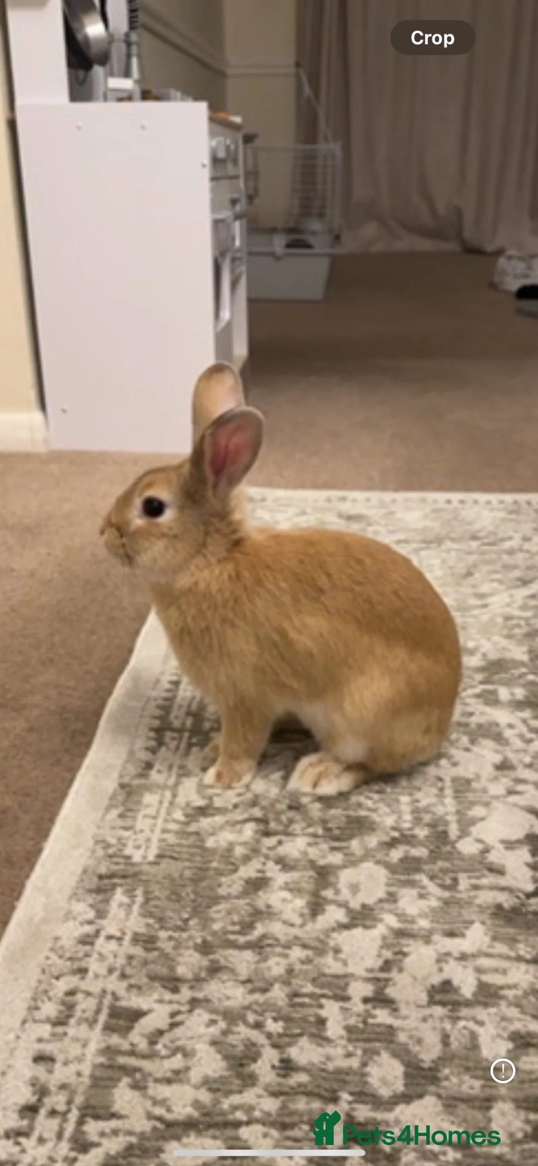 Rex rabbits for sale: NEEDS REHOMING ASAP-Beautiful golden female rabbit - Advert 3