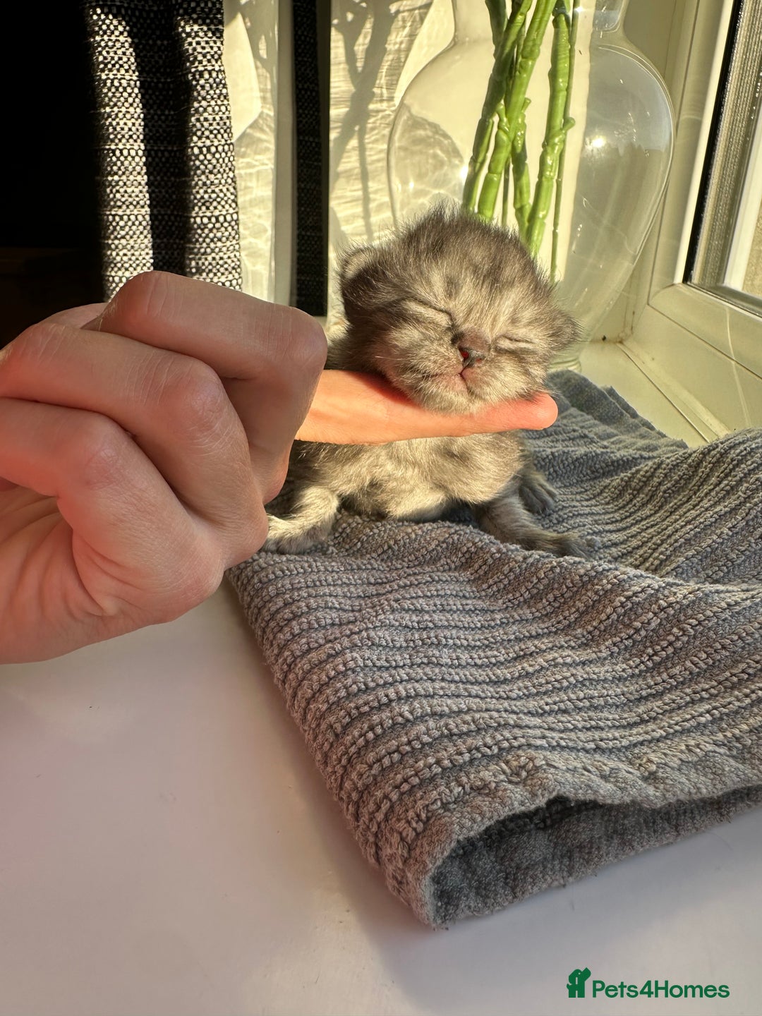 Ragdoll cats for sale: RAGDOLL X KITTENS  - Image 16
