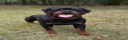 Rottweiler dogs for sale: 🤩 Elite Level XXL Rottweiler puppies 🤩 - Advert 18