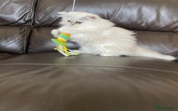 Persian cats for sale: Female persian chinchilla ready to leave - Image 3