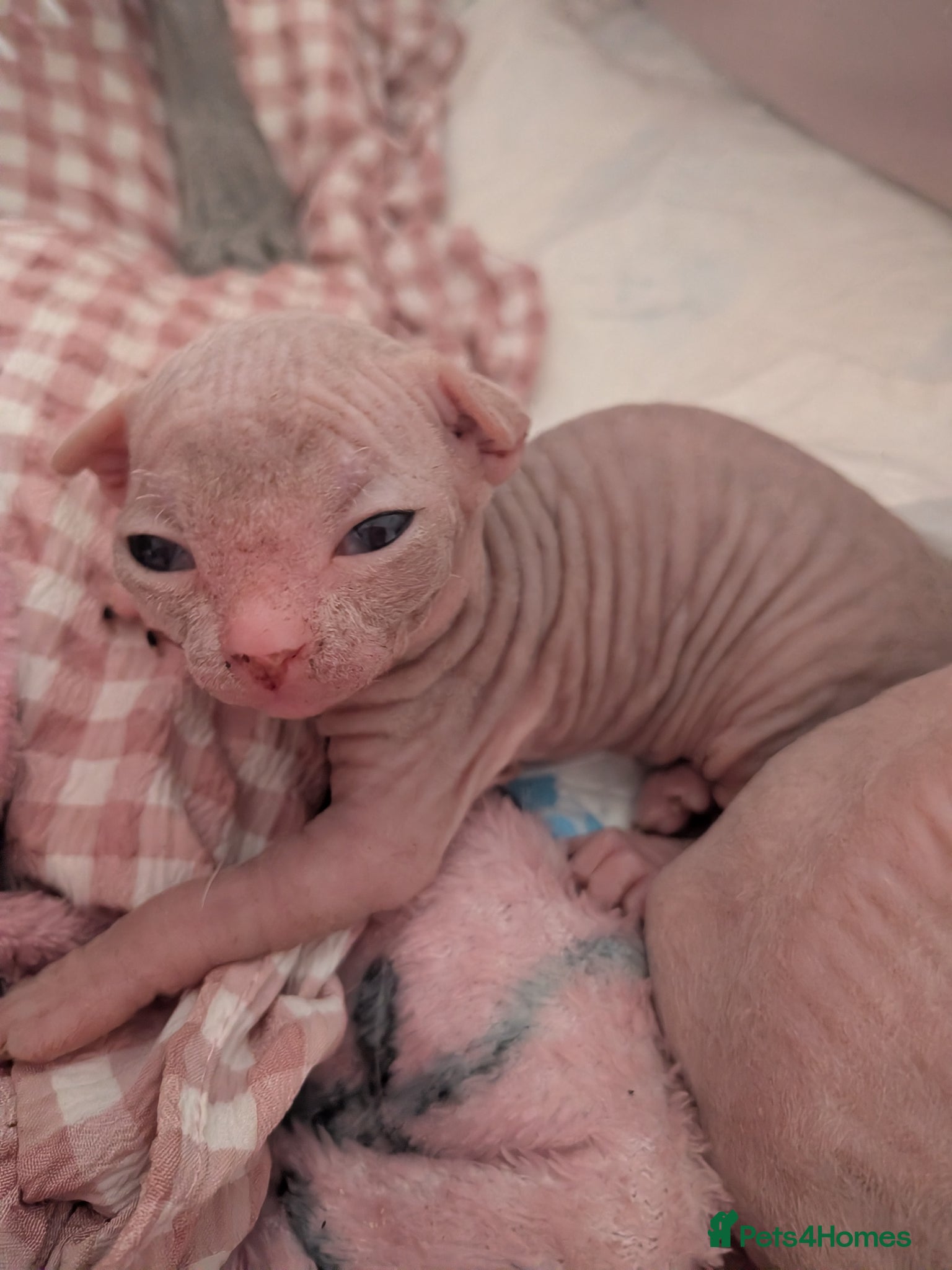 Sphynx cats Sphinx kittens  3 remaining  - Advert 5