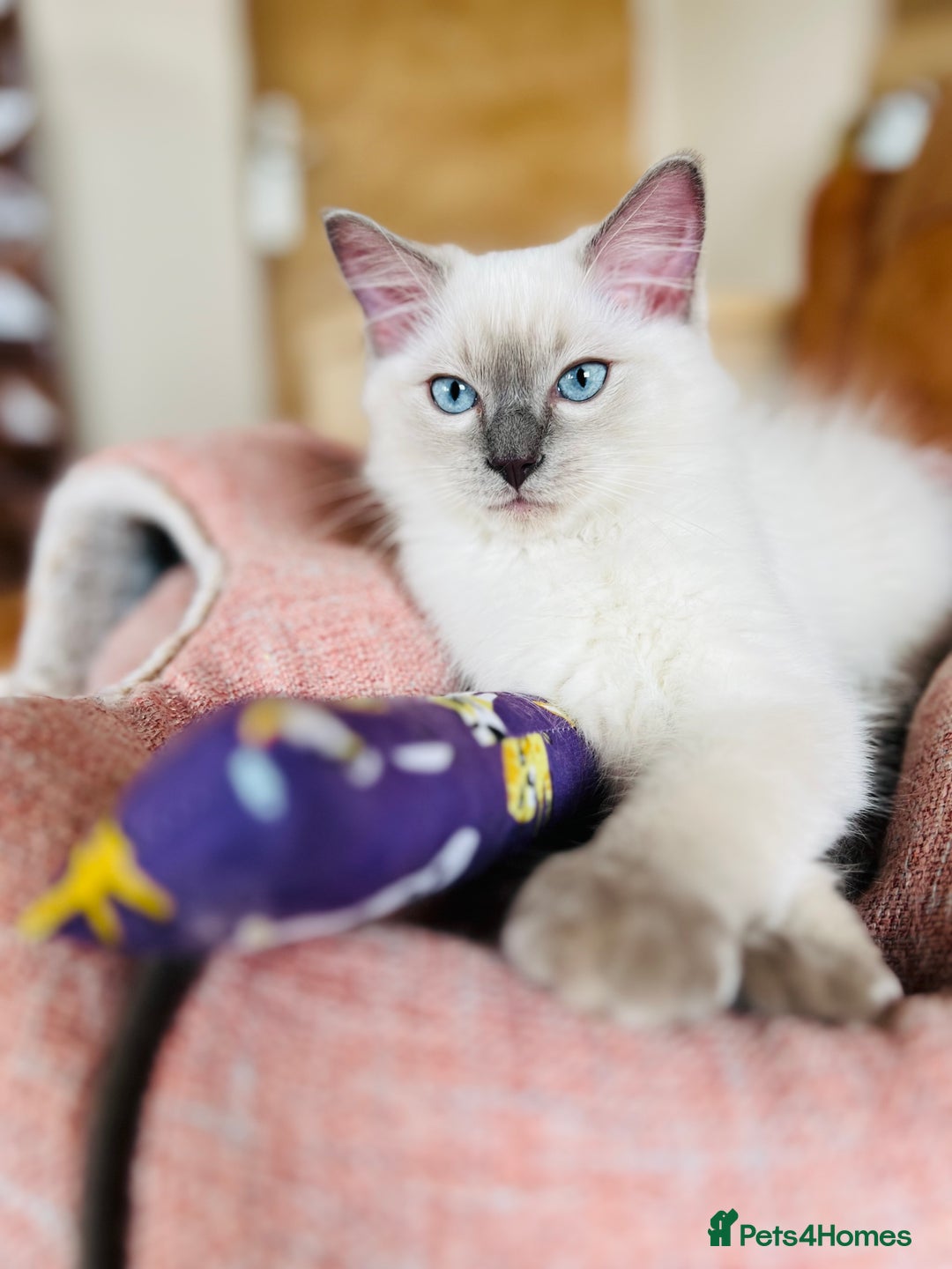 Ragdoll cats for sale: ADORABLE RAGDOLL KITTEN CHAMPIONLINE - Image 4