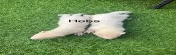 Ferret rodents for sale: 2 Hobs 1 Jills all albino ready to go  - Advert 5