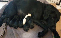 Labrador Retriever dogs for sale: litter of 11 kc reg lab retrievers 10weeks old - Image 10