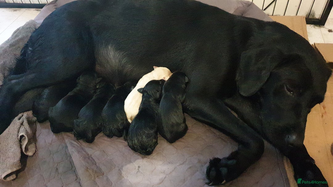 Labrador Retriever dogs for sale: litter of 11 kc reg lab retrievers 10weeks old - Image 10