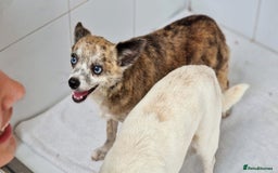 Chihuahua dogs for adoption: Tiger  - Image 6