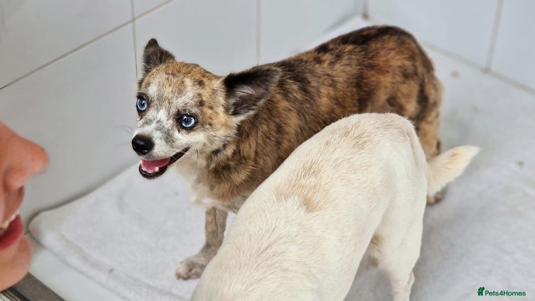 Chihuahua dogs for adoption: Tiger  - Image 6