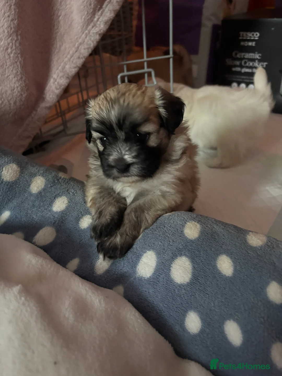 Maltipoo dogs for sale: Maltipoo - Advert 9