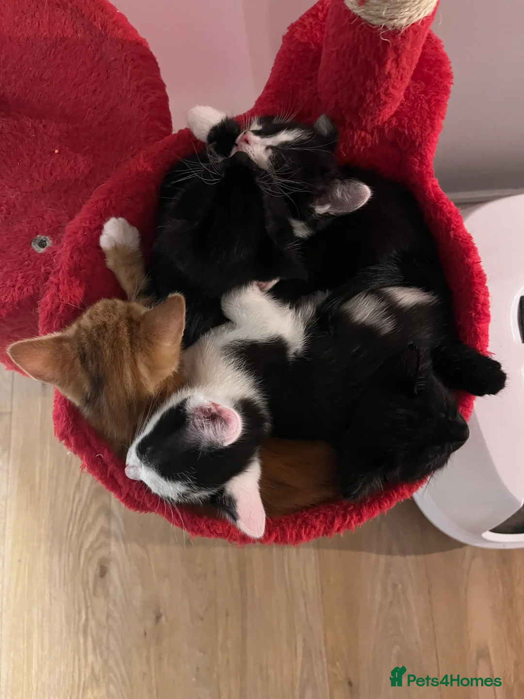 Mixed Breed cats for sale: 5 male kittens ready to find their forever homes.  - Advert 8