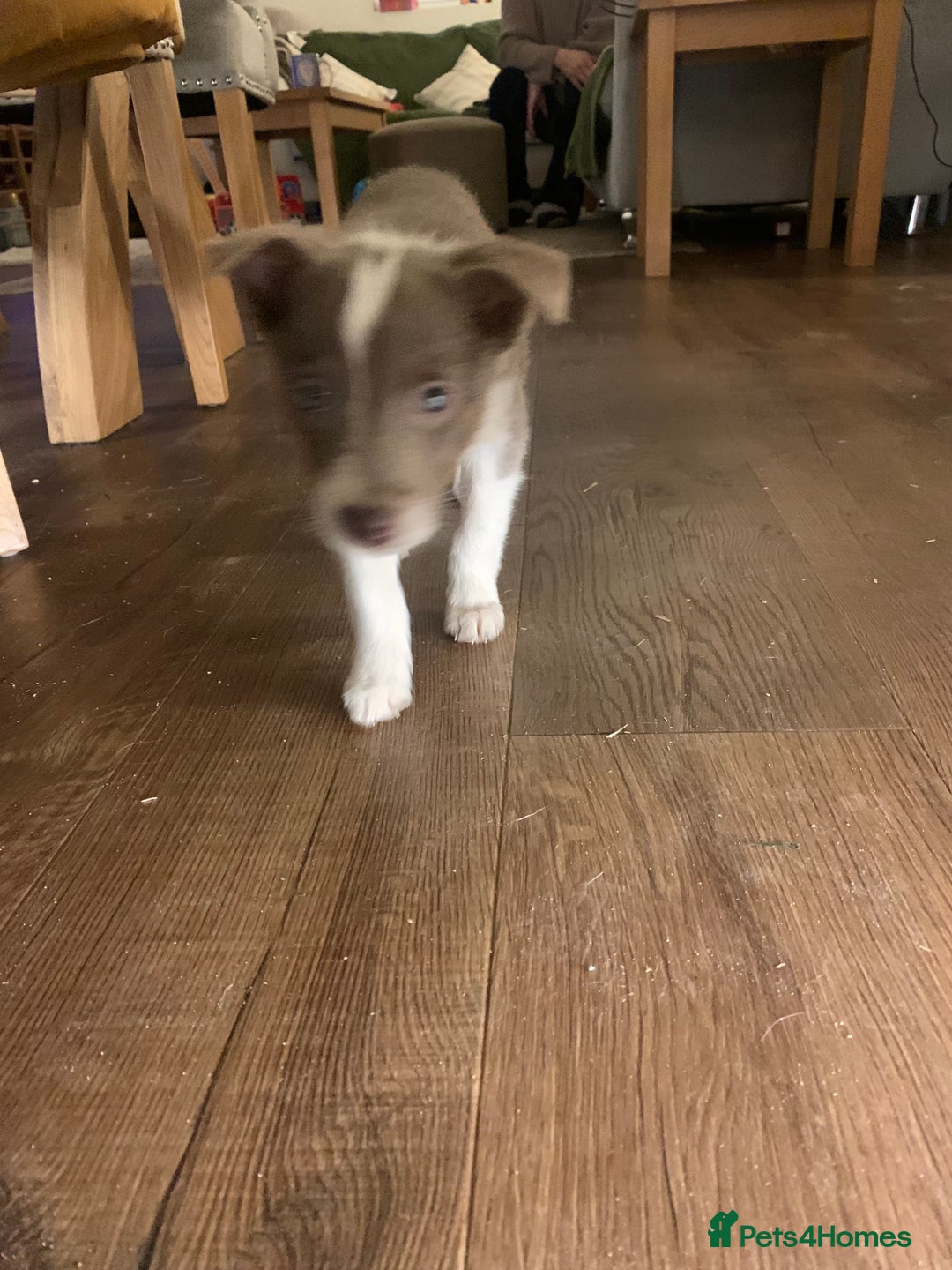 Border Collie dogs for sale: Lilac border collie puppy - Advert 4