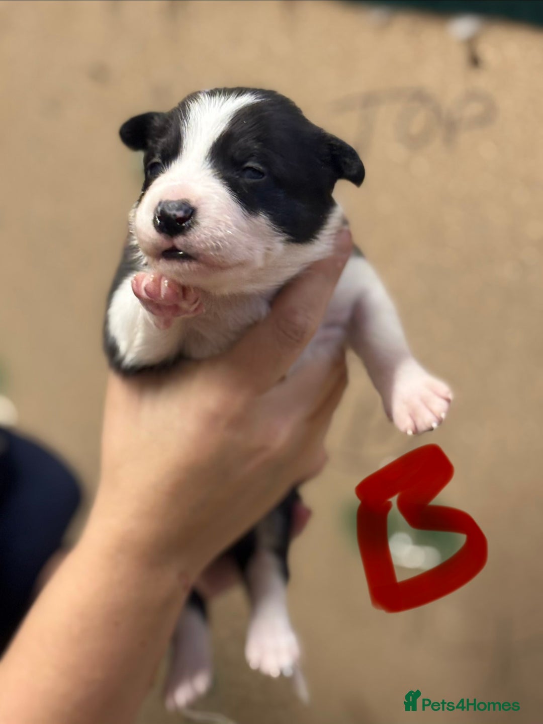 Border Collie dogs for sale: Border collie puppies - Advert 3