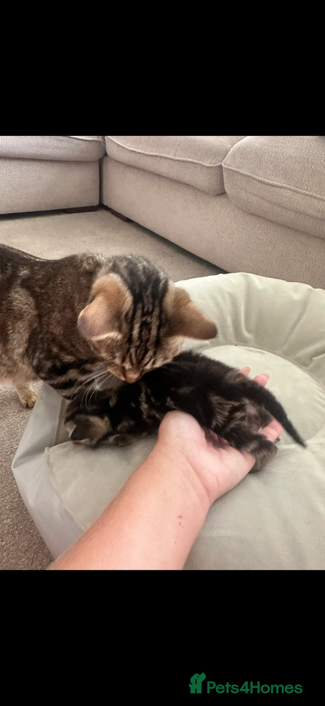 Mixed Breed cats for sale: 4 beautiful kittens ready to leave 7th September  - Advert 2