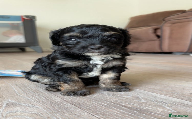 Mixed Breed dogs - Advert 3