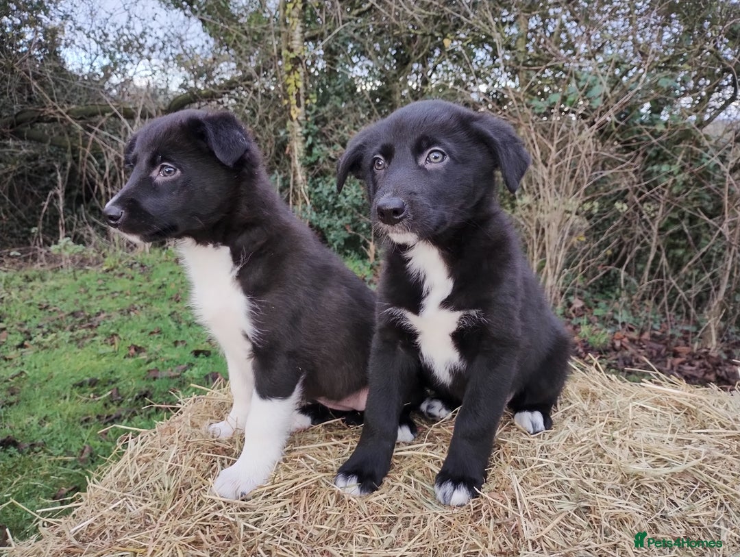 Border Collie dogs for sale: Border Collie Puppies Top Quality! - Advert 12
