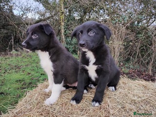 Border Collie dogs Border Collie Puppies Top Quality! - Advert 6