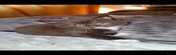 British Shorthair cats for sale: Choc and dark choc British shorthair/ragdoll  - Advert 3