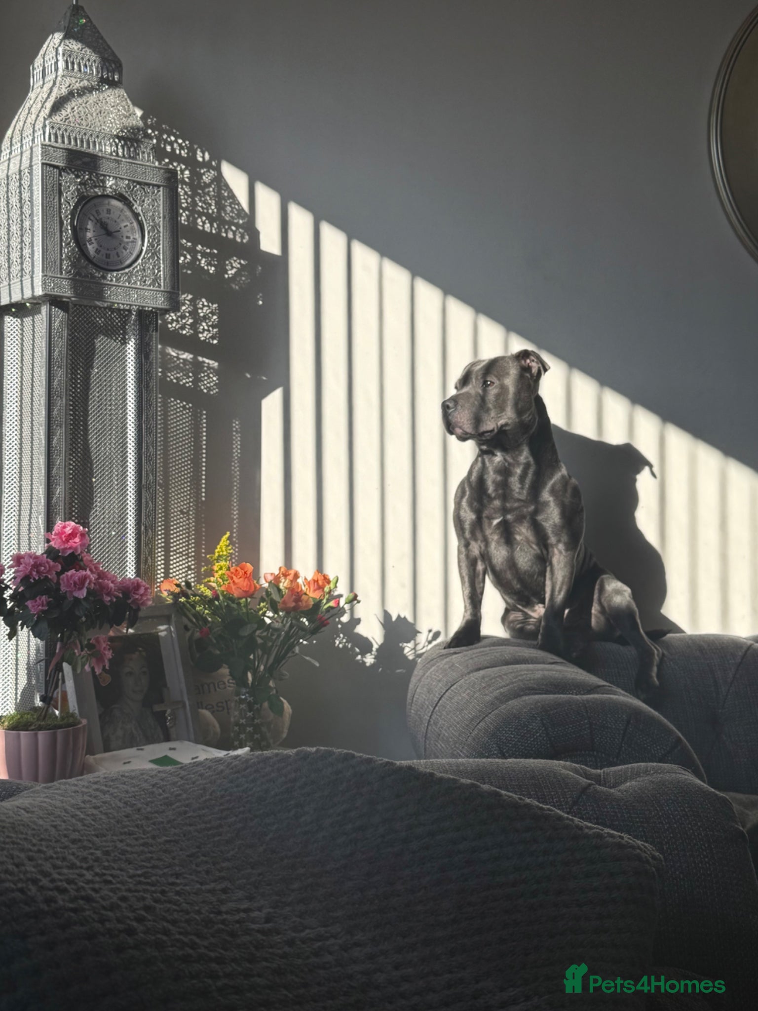 Staffordshire Bull Terrier dogs Blue Staffordshire Bull terrier  - Advert 6