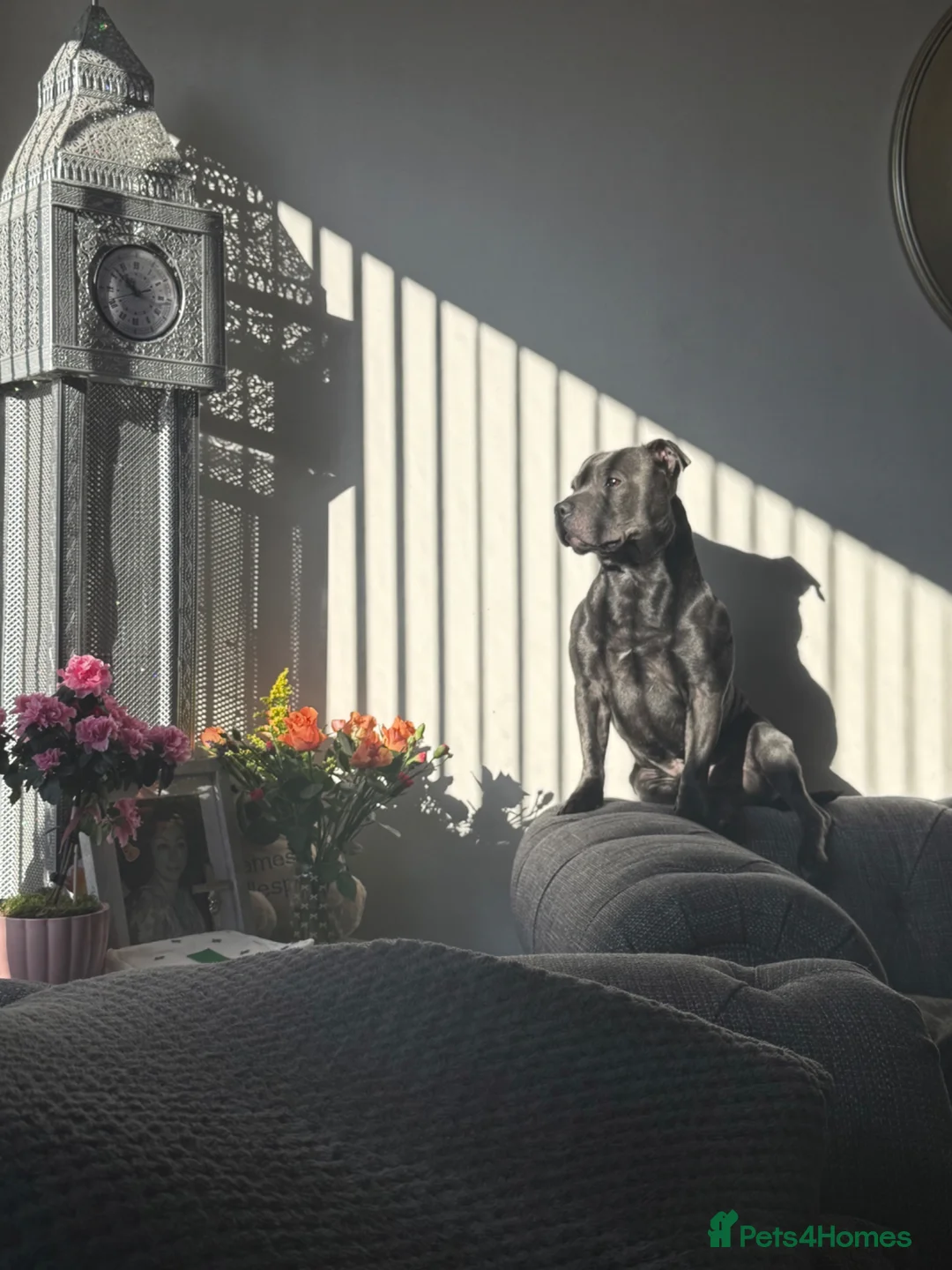 Staffordshire Bull Terrier dogs for stud: Blue Staffordshire Bull terrier  - Advert 1